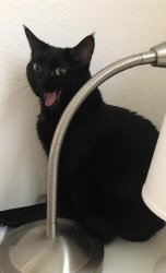 Happy Black Cat Meme Template