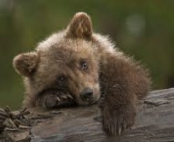 Sad bear cub Meme Template