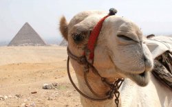 FUNNY CAMEL AT THE GREAT PYRAMID Meme Template