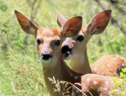 Deer licking a deer Meme Template