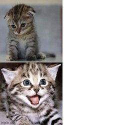 Sad Cat to Happy Cat Meme Template