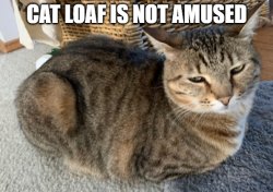 Cat Loaf is Not Amused Meme Template