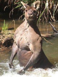 Kangaroo Meme Template