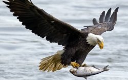 Eagle Catching Fish Meme Template