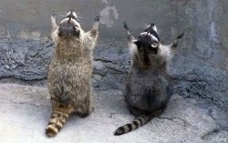 Raccoons praying Meme Template