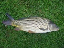 oh carp Meme Template