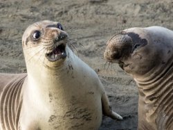 Two Seals Meme Template