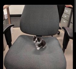 kitty on chair begging Meme Template