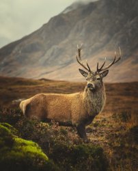 Glencoe Buck Meme Template