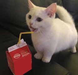 Cat drinking juice Meme Template