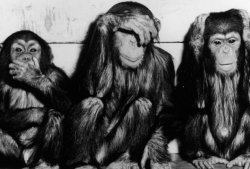 monkies Meme Template