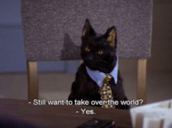 Salem wants to take over the world Meme Template