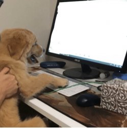 dog looking at screen Meme Template