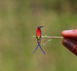 Topaz Hummingbird Smallest Brain Meme Template