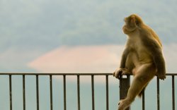 Monkey on the fence Meme Template