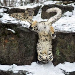 snow leopard Meme Template