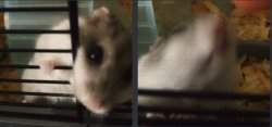 Grinning hamster Meme Template