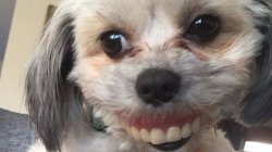 teethy dog Meme Template