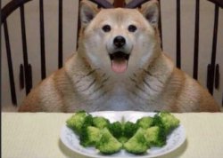 FAT DOGGO EATING BROCCOLI Meme Template