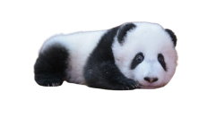 panda Meme Template