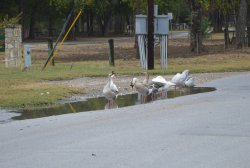 Geese In a Row Meme Template