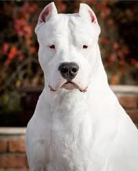 Dogo Argentino Meme Template