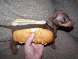 hot dog dog god Meme Template