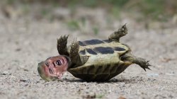 Gone Full Turtle Meme Template