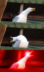 seagull inhale Meme Template