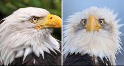 Eagle Front Meme Template