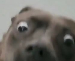 Surprised Dog Meme Template