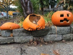 Trumpkins Meme Template