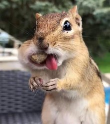 squirrel Meme Template