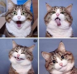 selfie kitty Meme Template