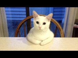 kitty wanna talk Meme Template