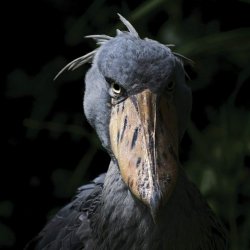 Shoebill Meme Template