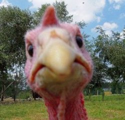 Angry turkey Meme Template