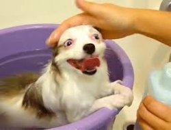 Very Happy Dog Taking a Bath Meme Template