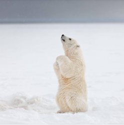 bear Meme Template