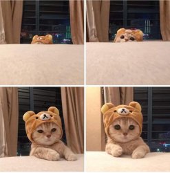 cute bear cat Meme Template