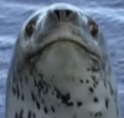 Confused Seal Meme Template