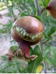 Smiling creepy fruit Meme Template