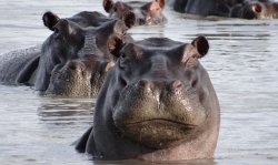 Hippos Meme Template