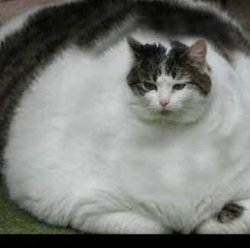 THE FAT CAT Meme Template