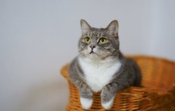 Cat In Basket Meme Template
