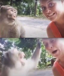 Monkey Attacking Tourist Meme Template