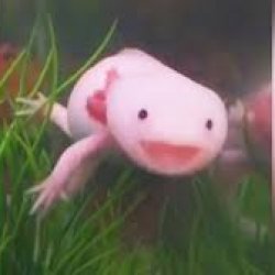 axolotl is happy Meme Template