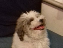 Coqui Meme Template