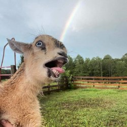 Rainbow goat Meme Template