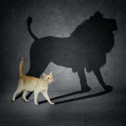 Cat with Lion Shadow Meme Template